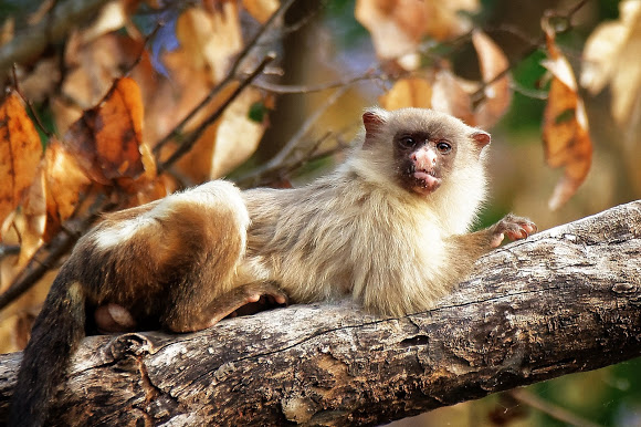 O macaco estrela sagui de topete preto ou simplesmente sagui é uma espécie  de macaco