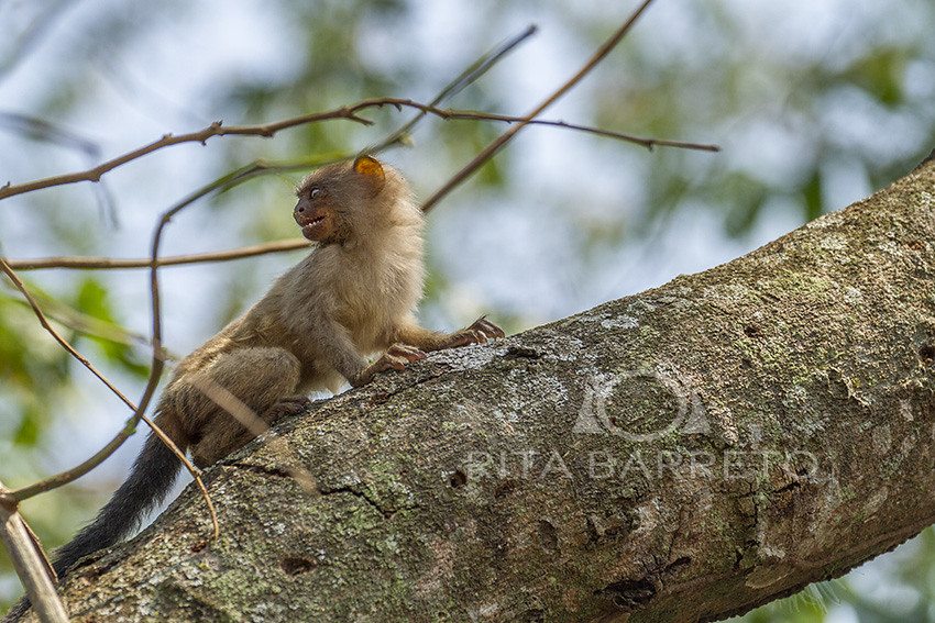 O macaco estrela sagui de topete preto ou simplesmente sagui é uma espécie  de macaco