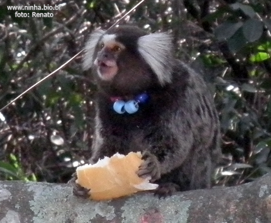 O macaco estrela sagui de topete preto ou simplesmente sagui é uma espécie  de macaco