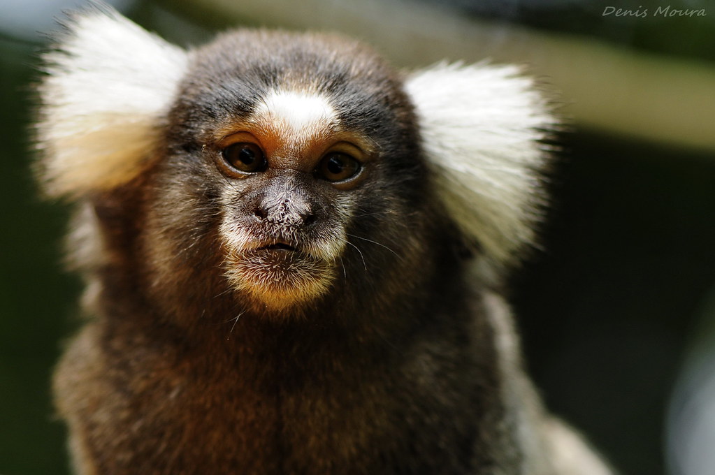 Sagui de Tufos Brancos: Características, Nome Científico e Fotos