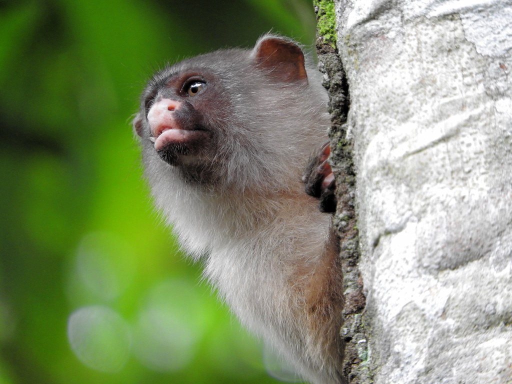 Sagui-do-Cerrado 