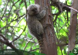 Sagui-do-Nordeste