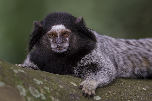 Sagui 