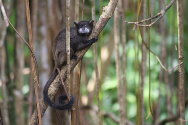 Saguinus Nigricollis