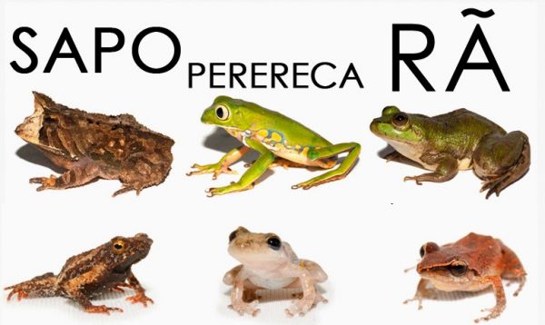 Sapo, Perereca e Rã