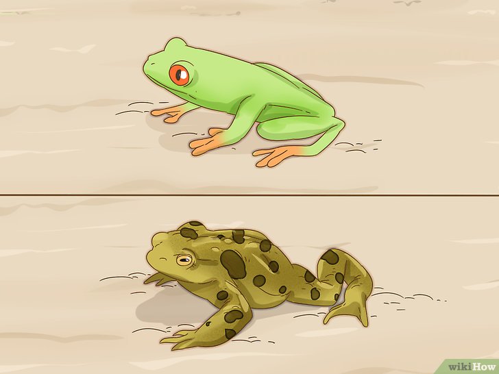 Sapo ou Perereca