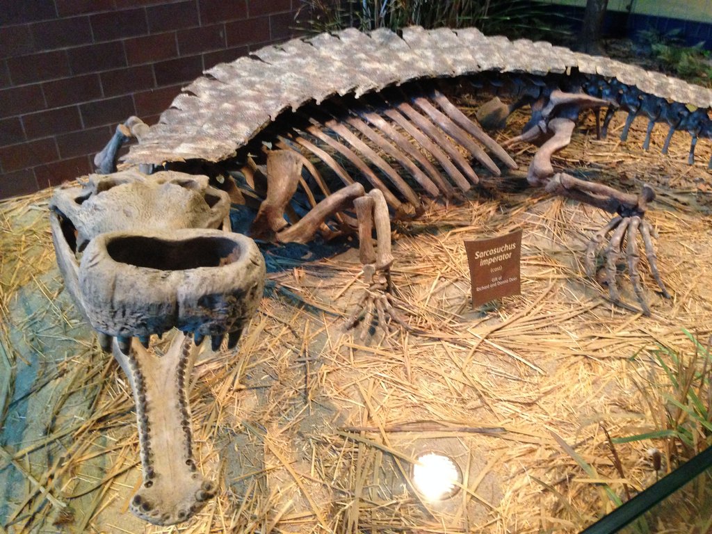 Sarcosuchus