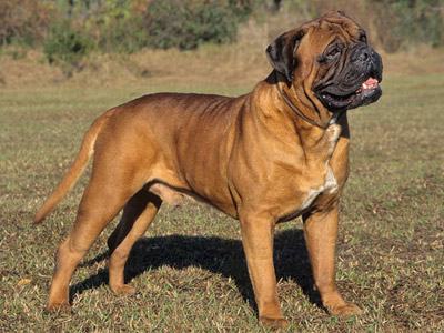 Saúde do Bullmastiff