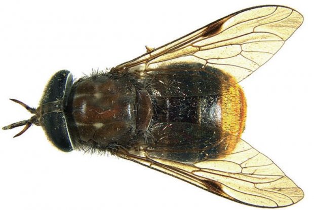 Scaptia Plinthina Beyoncea