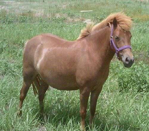 Shetland Pony