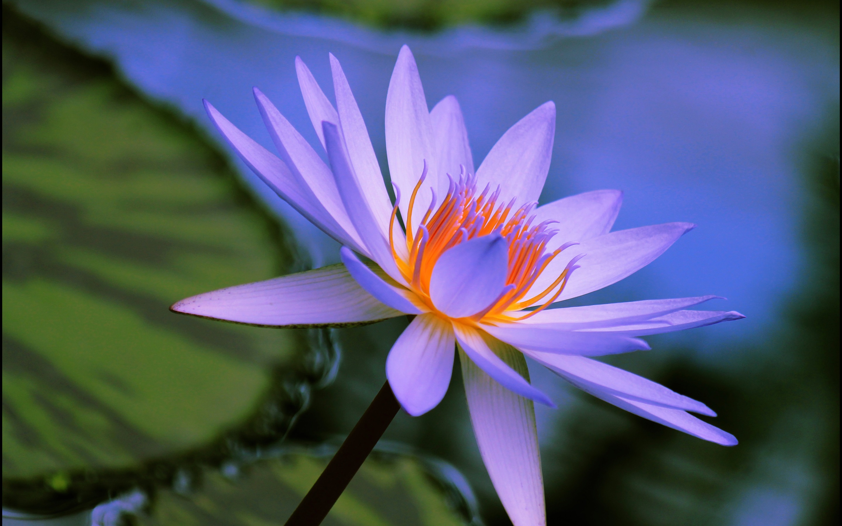 Significados da Flor Lírio de Pétalas Azuis