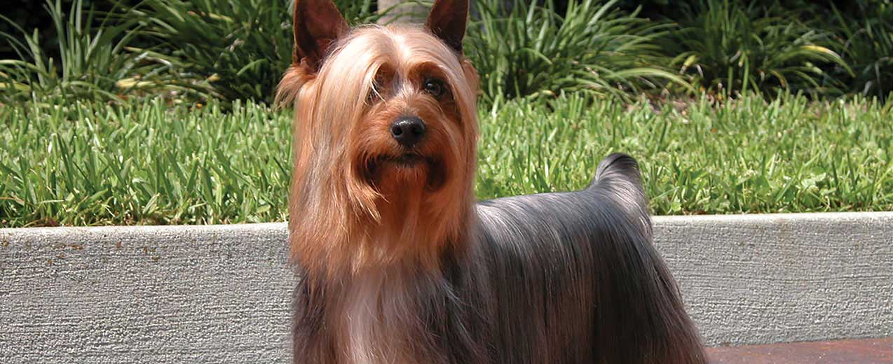 Ficha Técnica do Silky Terrier: Peso, Altura, Tamanho e Imagens