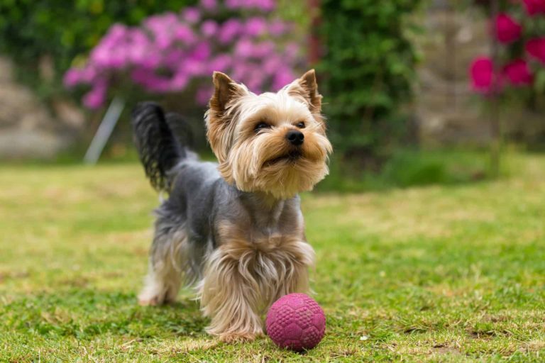 Silky Terrier Brincando Com Bolinha 