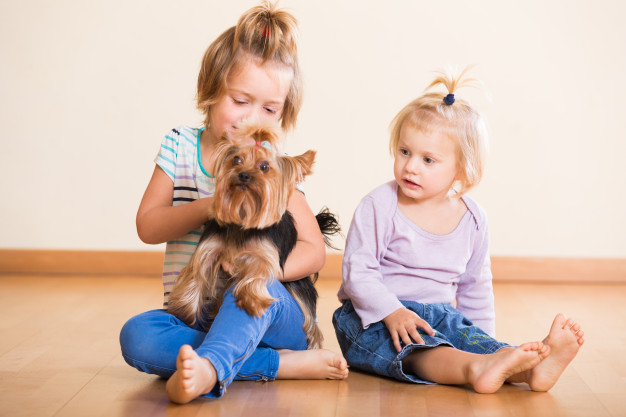 Silky Terrier Brincando Com as Crianças