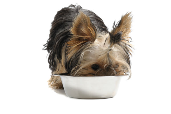 Silky Terrier Comendo 