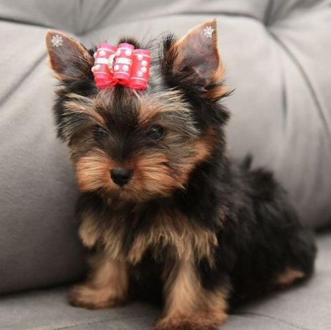 Silky Terrier Fêmea