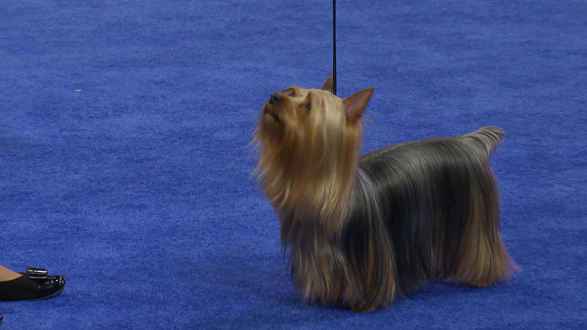 Silky Terrier Olhando Para a Dona 