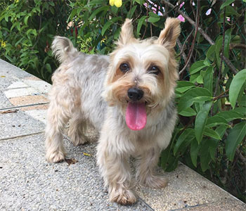 Silky Terrier Passeando na Rua 