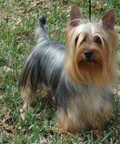 Silky Terrier na Grama 