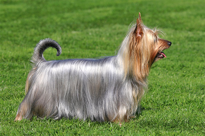 Silky Terrier na Grama