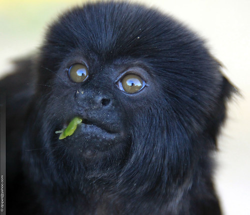 Soim-Preto Comendo