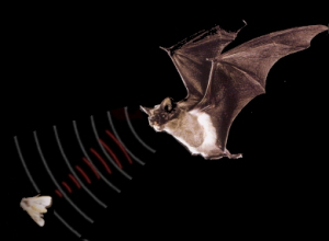 Sonar do Morcego 