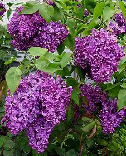 Syringa Lilás: Como Plantar, Cultivar, Fazer Mudas e Cuidados