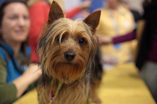 Tamanho do Silky Terrier