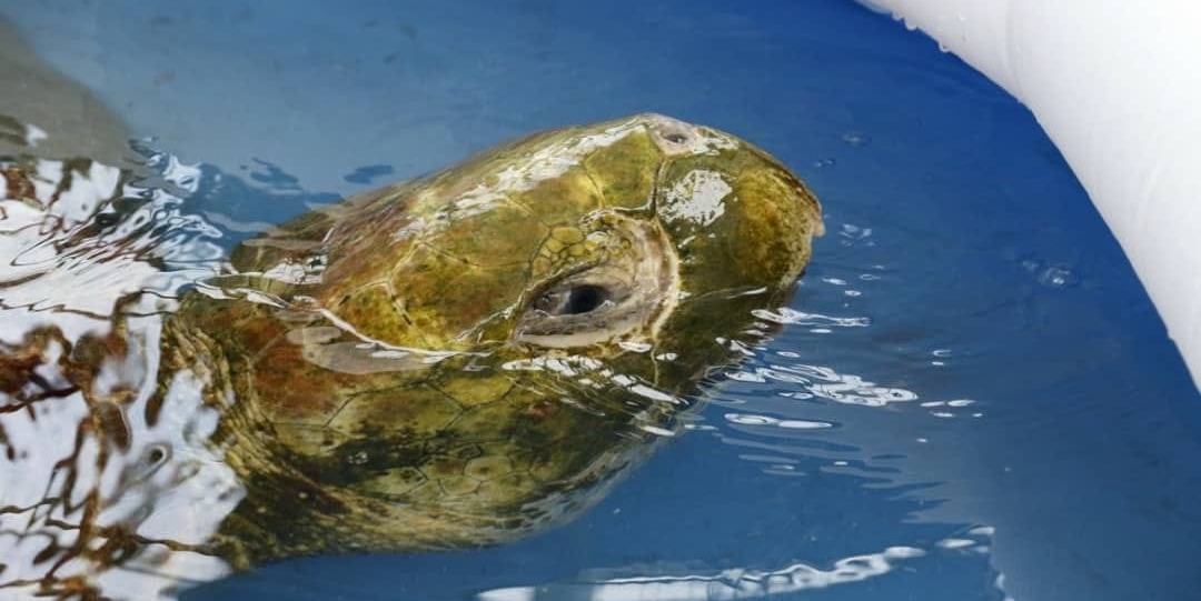 Tartaruga Cabeçuda Com a Cabeça Pra Fora da Água