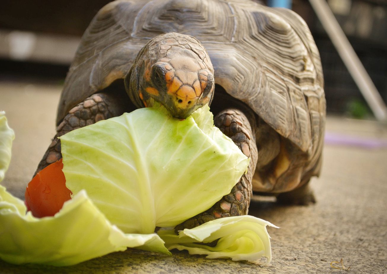 Tartaruga Doméstica se Alimentando