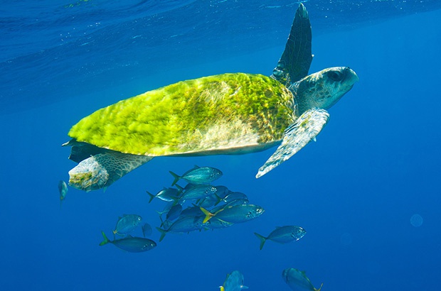 Tartaruga Marinha