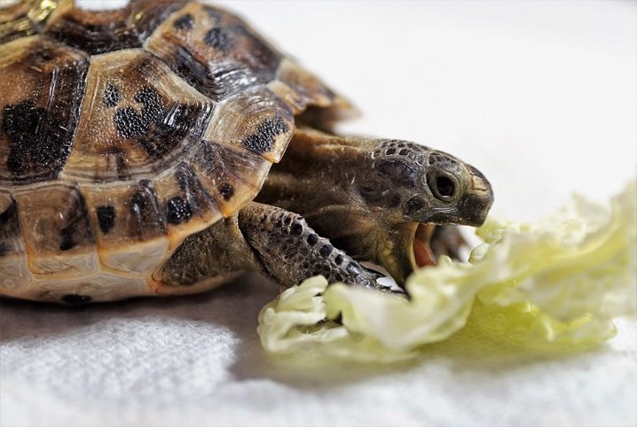 Tartaruga Se Alimentando