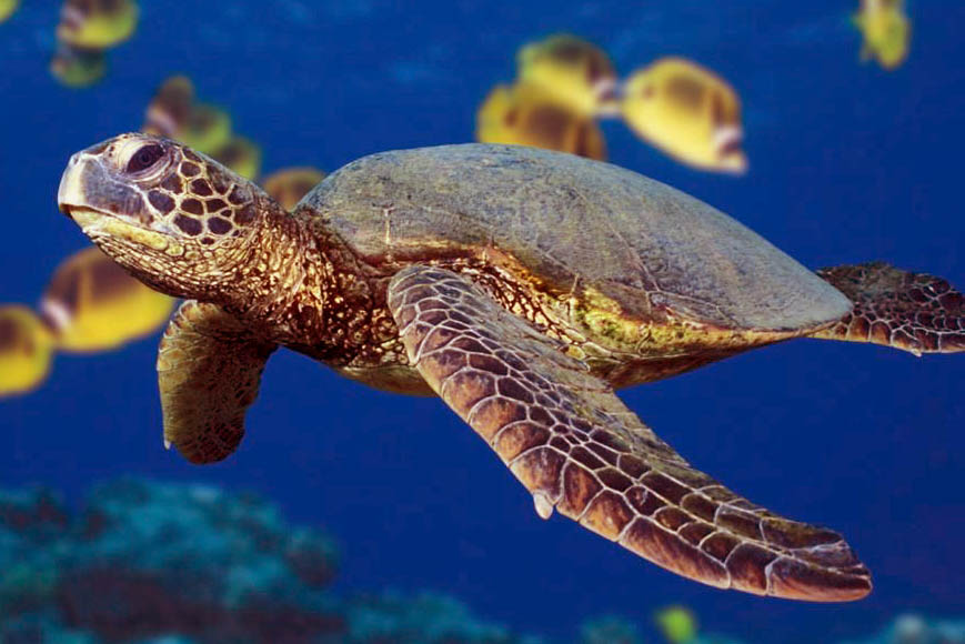 Tartarugas Marinhas em Água Doce