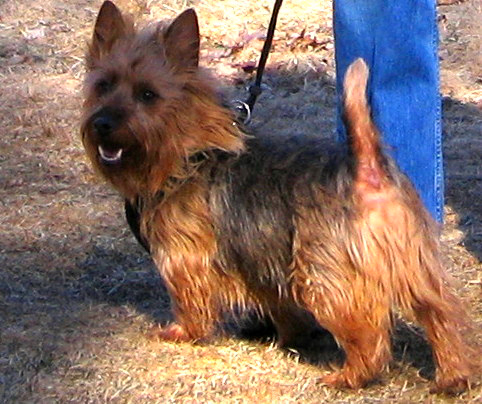 Terriers Australianos Com o Dono 