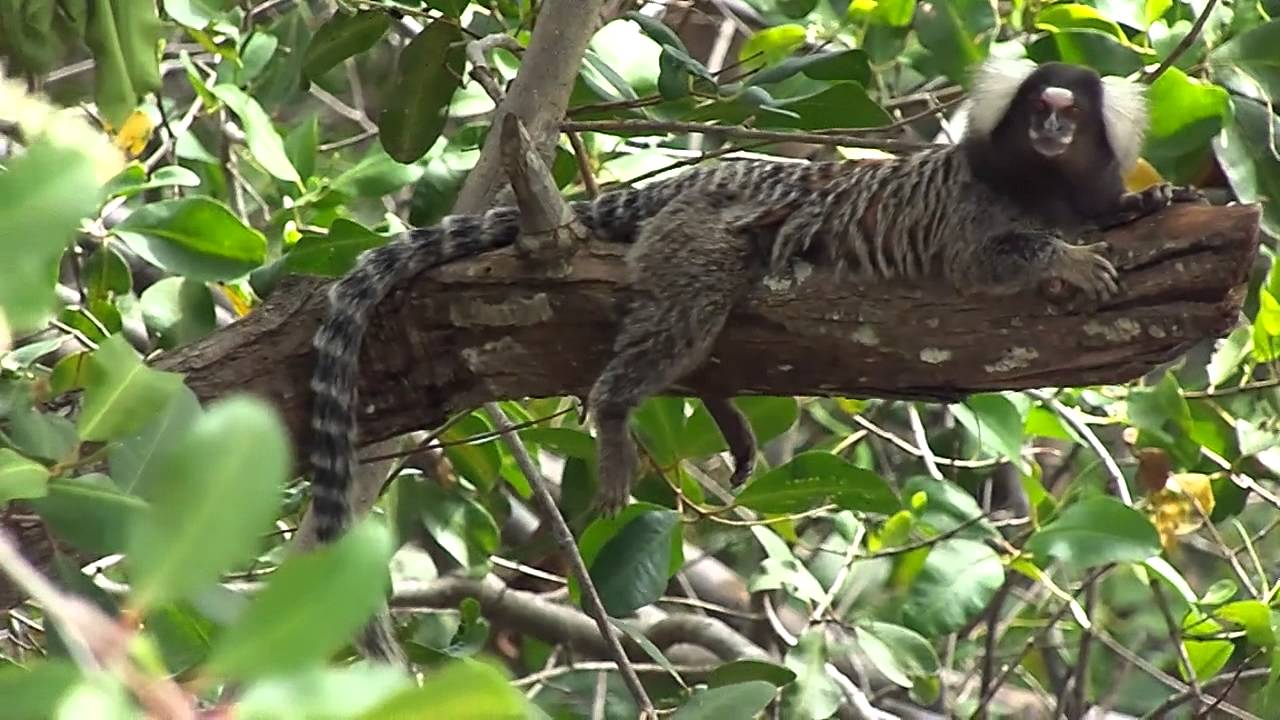 Território para Saguis