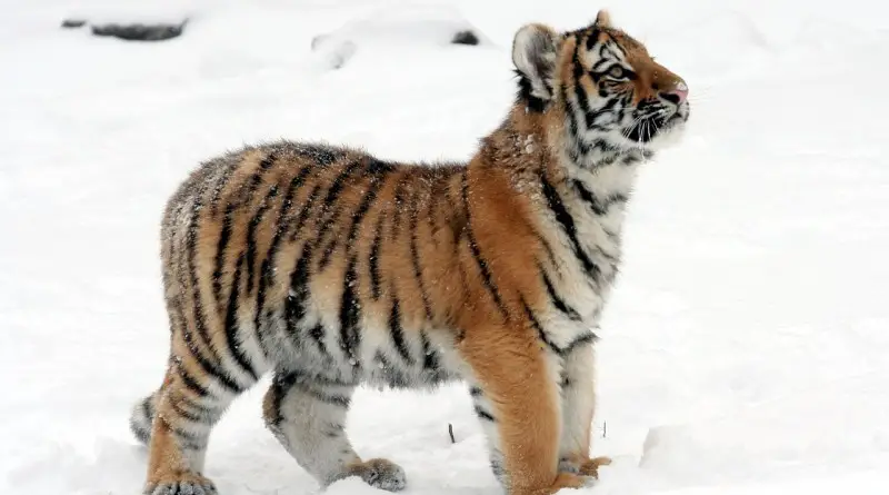 Tigre Siberiano