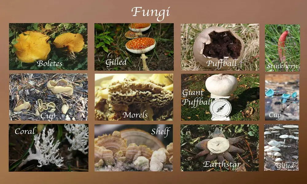 Tipos De Fungos
