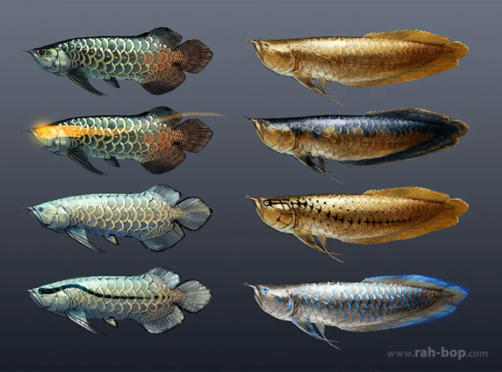 Tipos de Peixes Aruanã