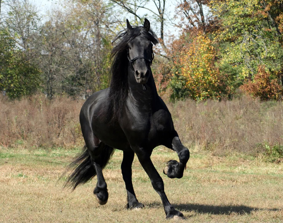 Tonalidade do Cavalo Losino