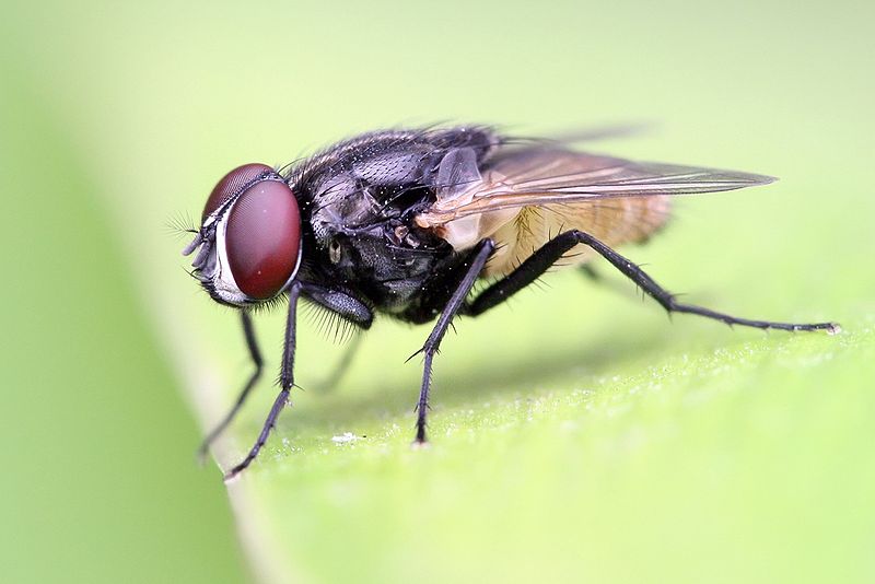 Tórax da Mosca Doméstica