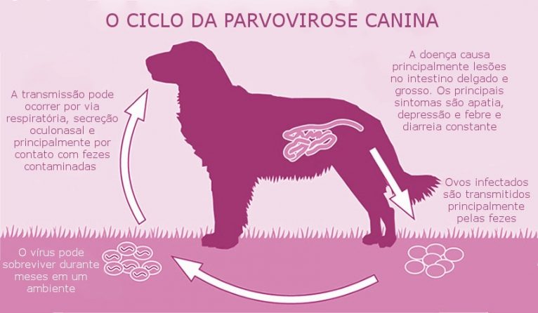 Transmissão da Parvovirose Canina