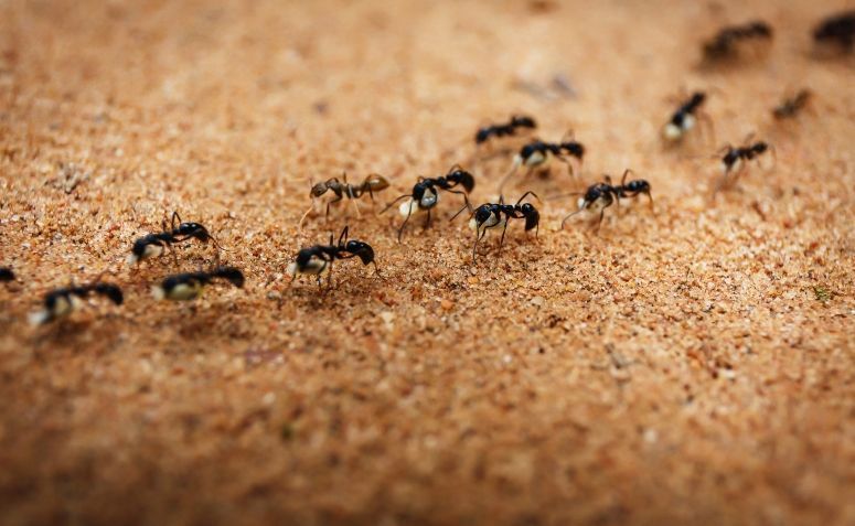 Trilha de Formigas
