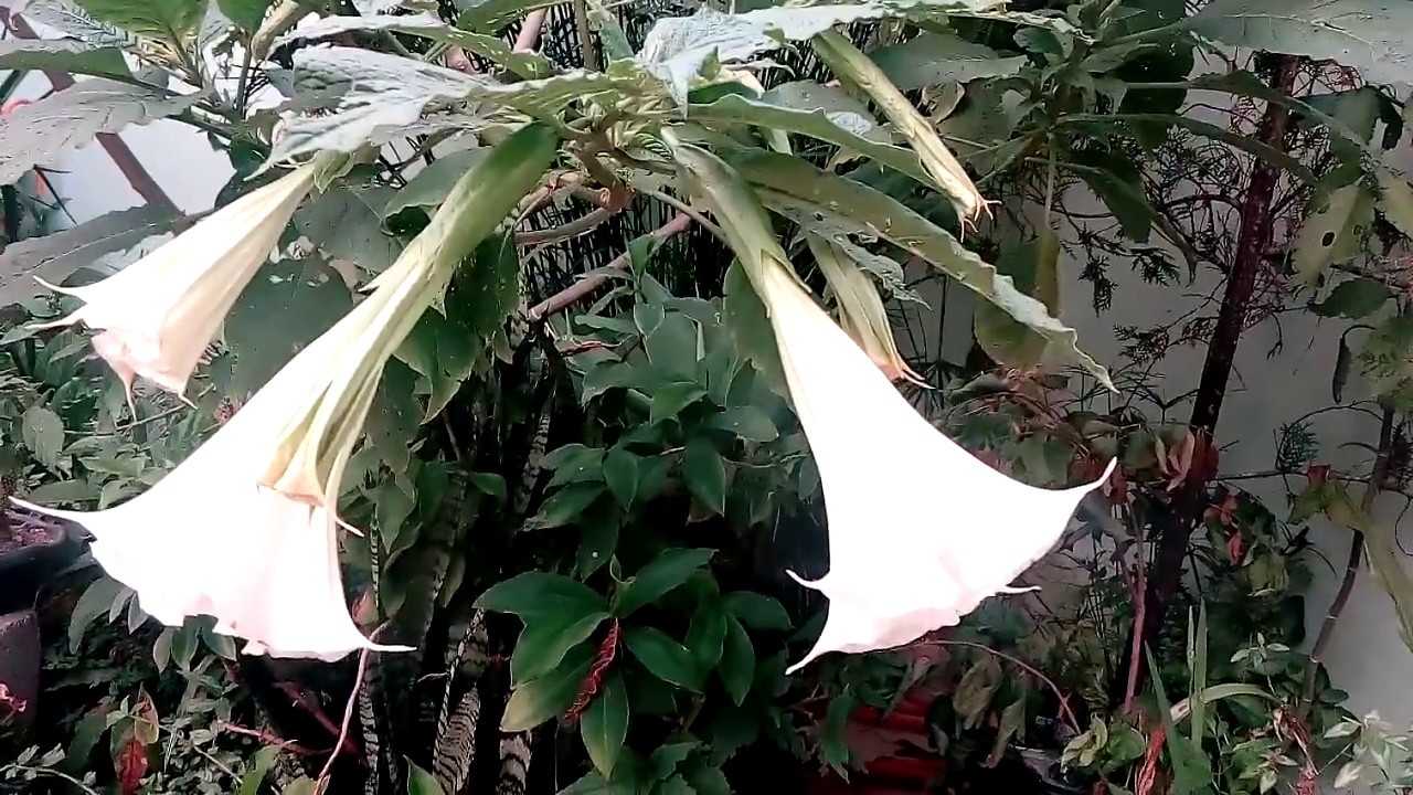 Como Plantar e Cultivar Trombeta de Anjo em Vasos