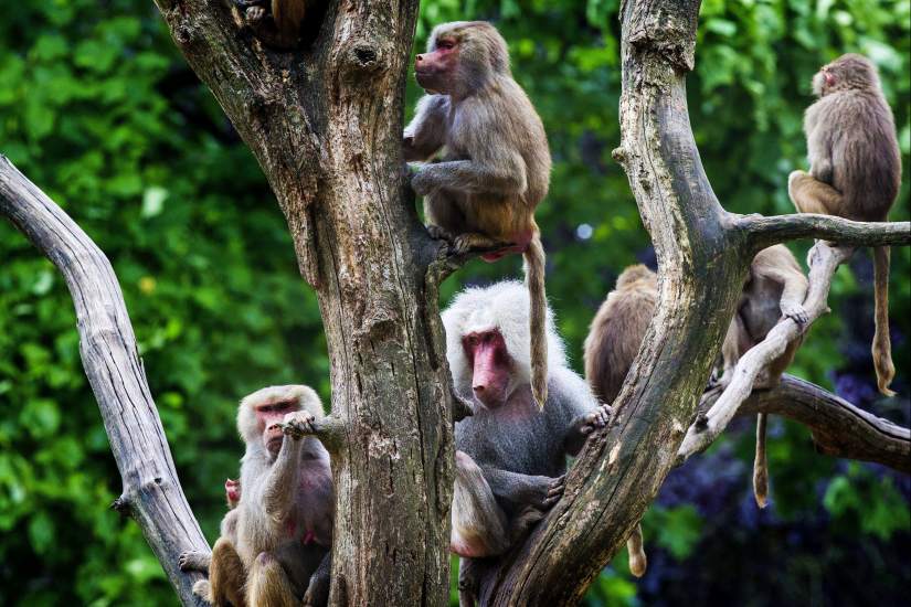 Tropa De Babuínos na Árvore