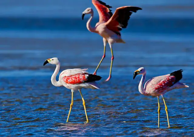Três Flamingos-Grandes-dos-Andes