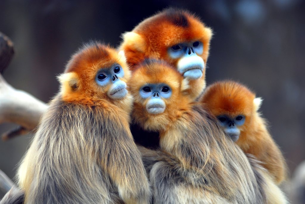 Macaco Dourado: Características, Nome Cientifico, Habitat e Fotos