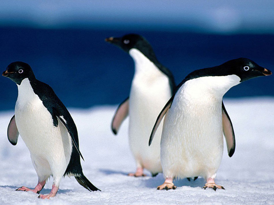 Espécie de Pinguins da Antártida, Que Vivem no Gelo