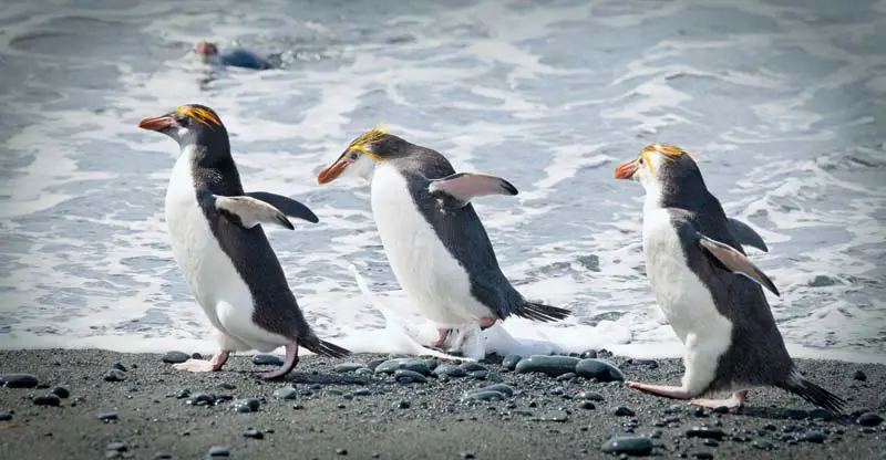 Três Pinguins Reais na Beira da Praia 