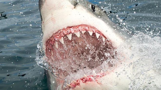 Tubarão Mostrando os Dentes 