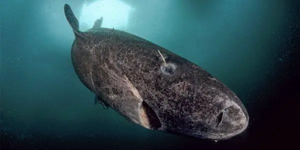 Tubarão-da-Groelândia